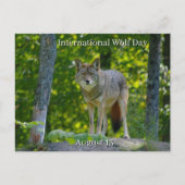 August 13 - Internationaler Wolfstag Feiertagspostkarte (Vorderseite)