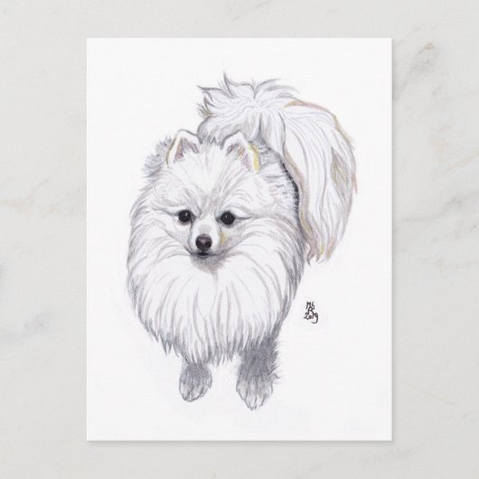 August 2019 Spitz Postkarte (Vorderseite)