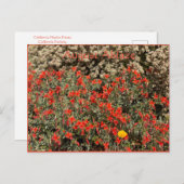 August Ablaze Postcard Postkarte (Vorne/Hinten)