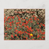 August Ablaze Postcard Postkarte (Vorderseite)