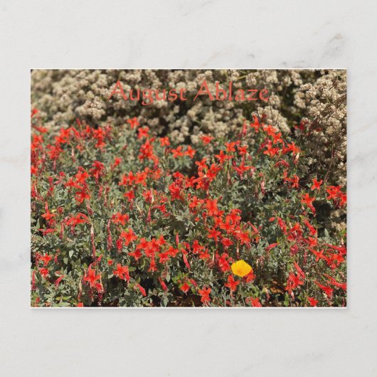 August Ablaze Postkarte (Vorderseite)