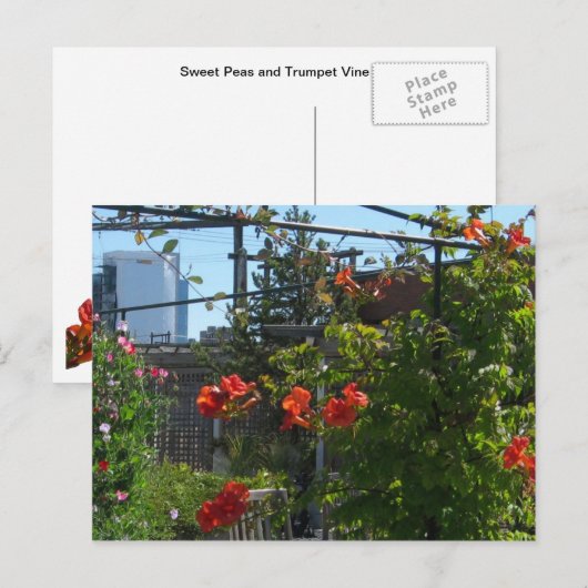August Garden Postkarte (Vorne/Hinten)