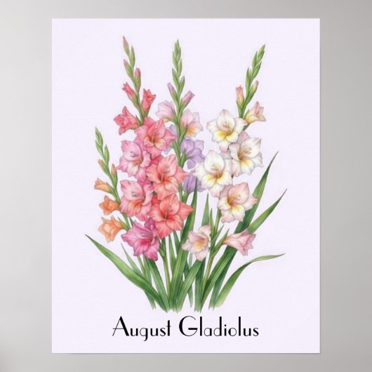 August Gladiolus Blumen Poster (Vorne)