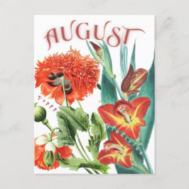 August Monat Blume Gladiolus & Poppy Extravagant Postkarte
