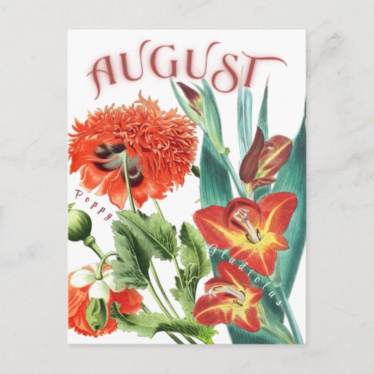 August Monat Blume Gladiolus & Poppy Extravagant Postkarte