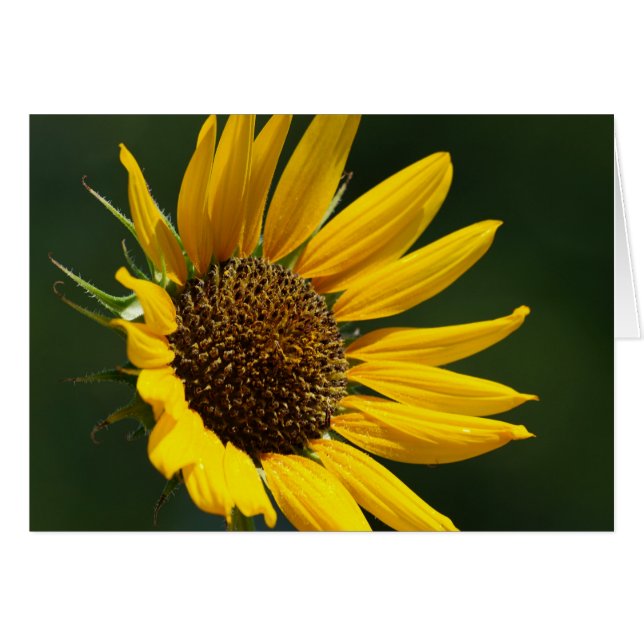 August-Sonnenblume-Karten-12x18 (Vorderseite (Horizontal))