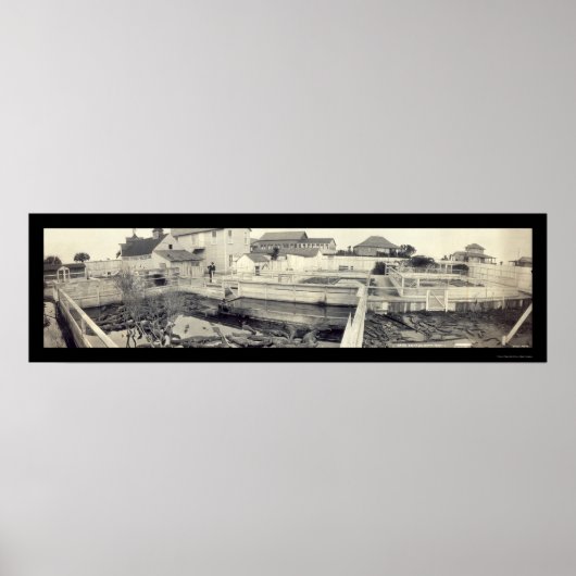 Augustine Alligator Foto 1910 Poster (Vorne)