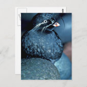 Auklet Postkarte (Vorne/Hinten)