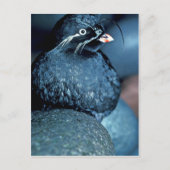 Auklet Postkarte (Vorderseite)