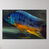 Auloncara Poster (Vorne)