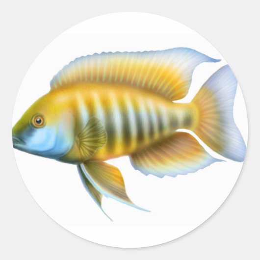 Aulonocara afrikanischer PfauCichlid Runder Aufkleber (Vorderseite)