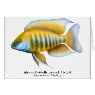 Aulonocara jacobfreibergi Peacock Cichlid Card