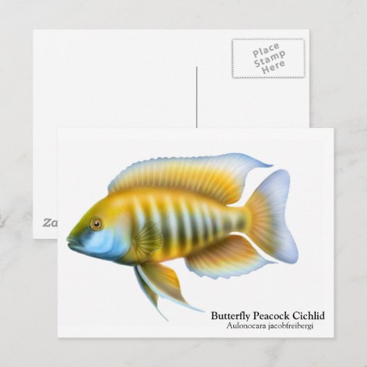 Aulonocara jacobfreibergi Postkarte (Vorne/Hinten)