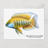 Aulonocara jacobfreibergi Postkarte (Vorderseite)