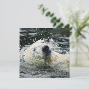 Aura des Polarbären