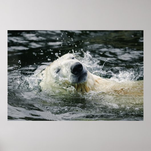 Aura des Polarbären Poster (Vorne)