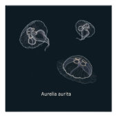 Aurelia aurita Educational Poster (Vorderseite)