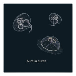 Aurelia aurita Educational Poster