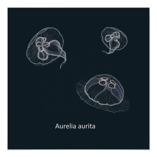 Aurelia aurita Educational Poster (Vorderseite)