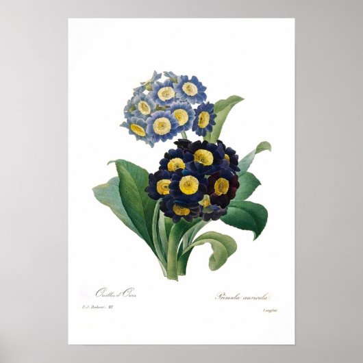 Auricolas Poster (Vorne)