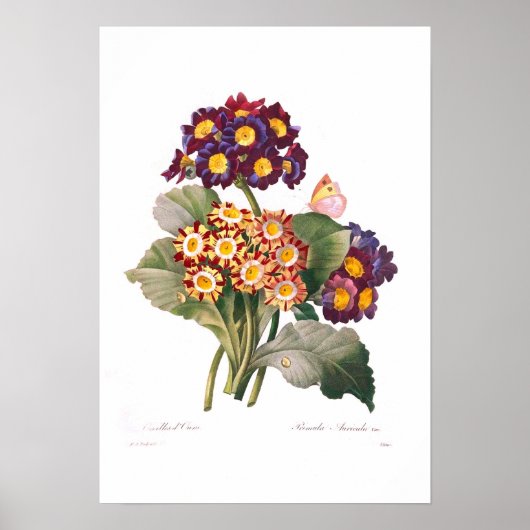 Auricolas Poster (Vorne)