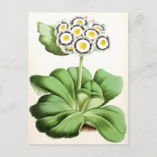 "Auricula John Waterston" Antike Blumendarstellung Postkarte