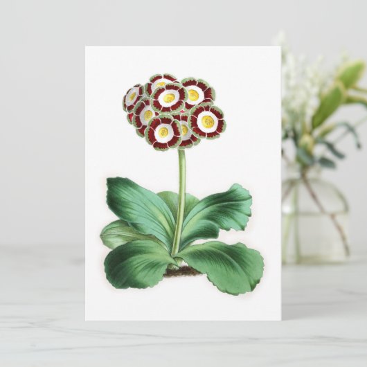 Auricula, Peter Campbell (Stehend Vorderseite)