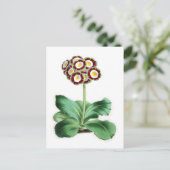 Auricula, Peter Campbell Postkarte (Stehend Vorderseite)