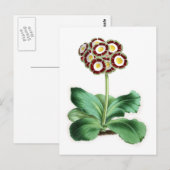 Auricula, Peter Campbell Postkarte (Vorne/Hinten)