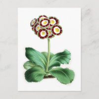 Auricula, Peter Campbell