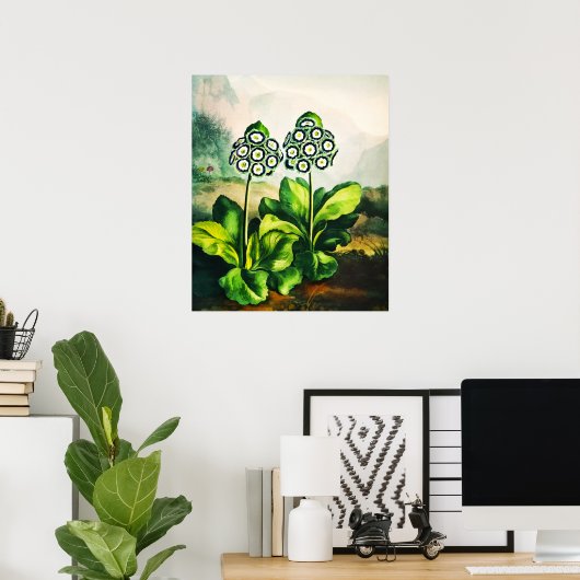 Auriculas Poster (Heimbüro)