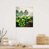 Auriculas Poster (Küche)