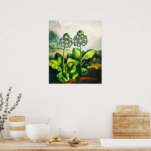 Auriculas Poster (Küche)