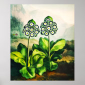 Auriculas Poster (Vorne)