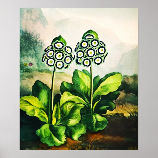 Auriculas Poster (Vorne)