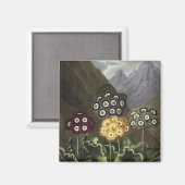 Auriculas von Dr. John Robert Thorntons Magnet (Vorderseite/Rückseite)