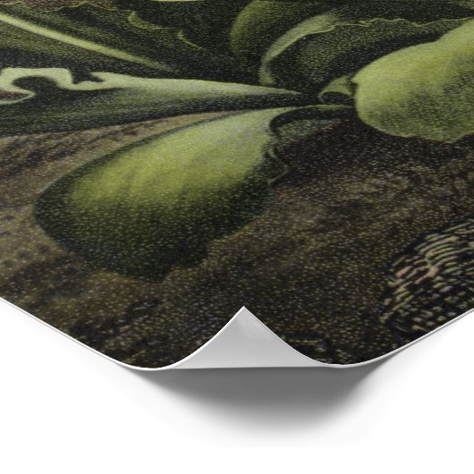 Auriculas von Dr. John Robert Thorntons Poster (Ecke)