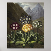Auriculas von Dr. John Robert Thorntons Poster (Vorne)