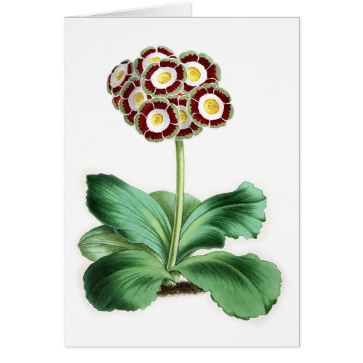 Aurikel, Peter Campbell (Vorne)