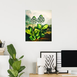 Aurikel Poster