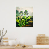 Aurikel Poster (Küche)