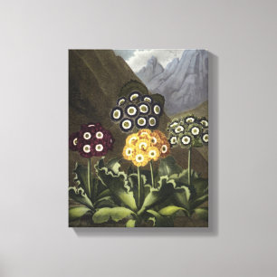 Aurikeln von Dr. John Robert Thorntons Leinwanddruck