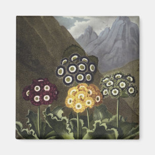 Aurikeln von Dr. John Robert Thorntons Magnet