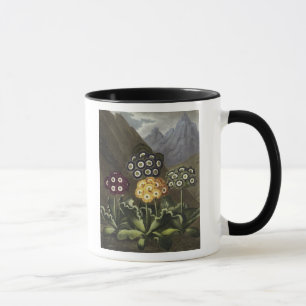 Aurikeln von Dr. John Robert Thorntons Tasse