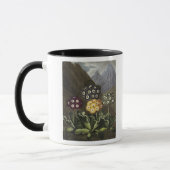 Aurikeln von Dr. John Robert Thorntons Tasse (Links)