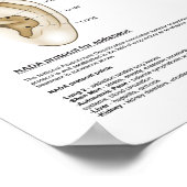 Aurikulotherapie des Europäischen Systems Ohrakupu Poster (Ecke)