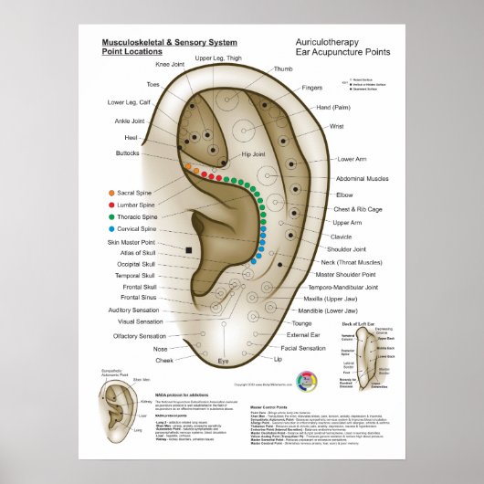 Aurikulotherapie-Ohr-Akupunktur Poster (Vorne)
