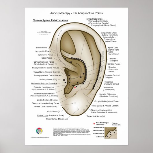 Aurikulotherapie-Ohr-Akupunktur Poster (Vorne)