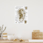 Aurikulotherapie-Ohr-Akupunktur Poster (Küche)