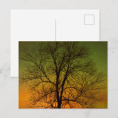 Aurora Borealis & Baumwollbaum Postkarte (Vorne/Hinten)